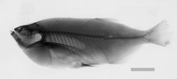 Media type: image;   Ichthyology 21175 Description: x-ray;  Aspect: lateral